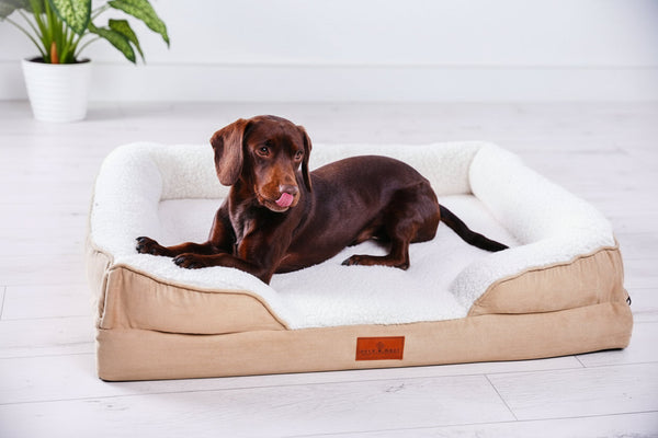 Orthopaedic Dog Sofa Bed Medium – Memory Foam Support | CJ Rovers