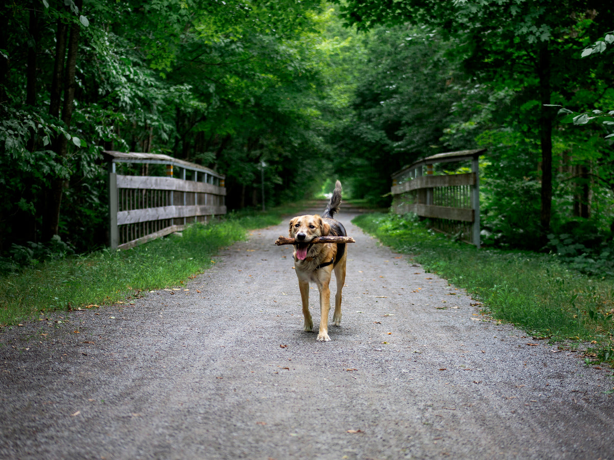 Why Pet Owners Trust CJ Rovers